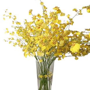 文心兰跳舞兰鲜花鲜切花水培带花苞水养插花新年花卉真花云南直发