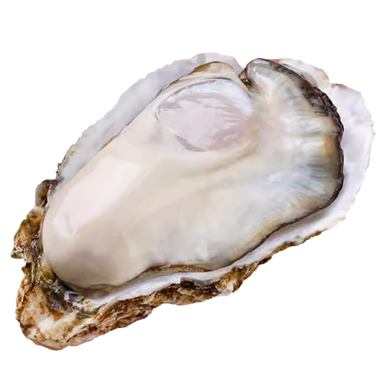 包活鲜活乳山生蚝新鲜牡蛎特大超大肉海蛎子5斤刺身即食贝类海鲜