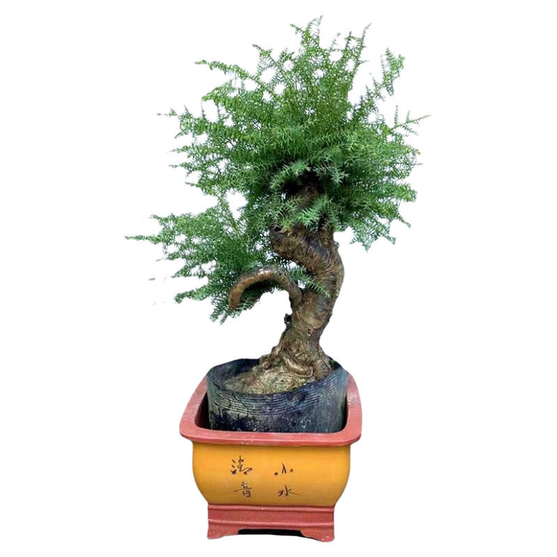 绿植松树四季常青净化空气澳洲杉