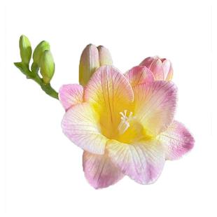 虹越进口香雪兰小苍兰种球一代球可盆栽地栽园艺多年生好养易种花