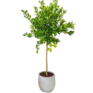 香水柠檬树盆栽带果可食用高杆客厅绿植大型植物室内阳台四季常青