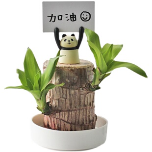 巴西木幸运木水养水培盆栽办公室植物幸运吉祥开业乔迁生日礼物