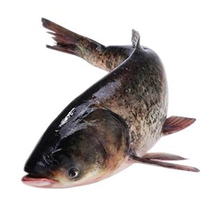 信阳特产老鸦河活鱼现宰白鲢胖头鲫鱼月子鲶鱼鲇鱼草鱼黄嘎鱼冷冻