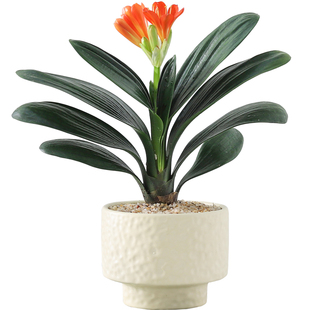 精品君子兰花盆栽开花绿植盆景客厅办公室内茶桌面好养活净化空气