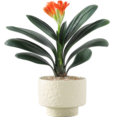 精品君子兰盆栽室内桌面绿植