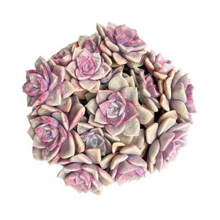 紫乐黑腐包赔木质化老桩多肉植物多头群生肥厚好养易繁殖露天养殖