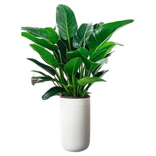 金钻盆栽客厅大叶绿公主绿萝植物室内好养净化空气除甲醛大型绿植