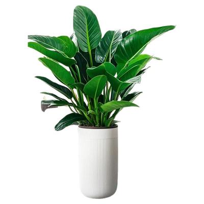 【新房吸附】大叶金钻盆栽净化器