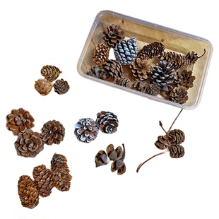 圣诞装饰松真松新鲜绿松松枝松叶松针鲜切diy材料包手工料理点缀