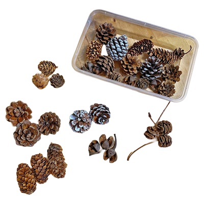 圣诞装饰松新鲜绿松材料包