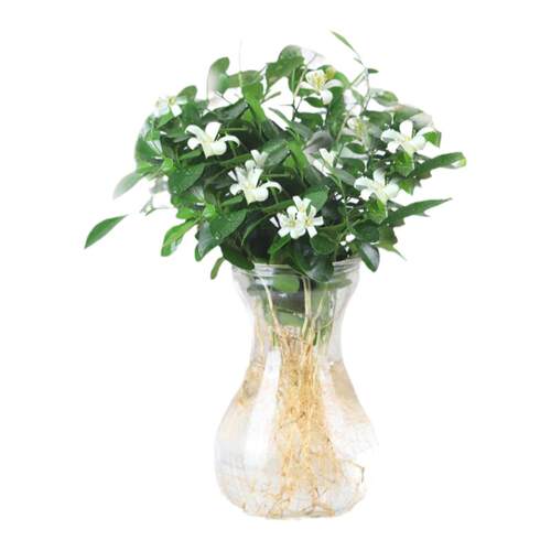 绿植室内花卉发财树办公室富贵竹水培植物绿萝净化空气驱蚊盆栽