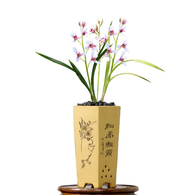 翁源兰花苗老种四季建兰白子画