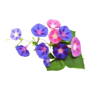 牵牛花种孑喇叭花爬藤宿根美国大牵牛花籽院子护栏马路边好活种子