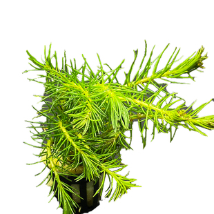 鱼缸水草活体真植物水族箱中后景绿菊蜈蚣草阴性造景装饰绿植真草