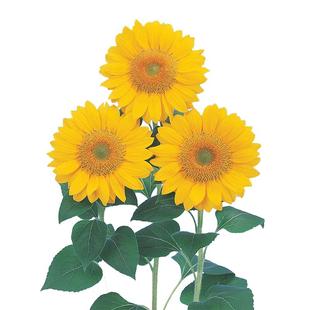 向日葵种子可食用观赏矮生高杆葵花籽瓜子多头油葵阳台庭院盆栽孑