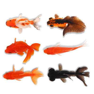 淡水好养耐活蝴蝶鲤兰寿小金鱼