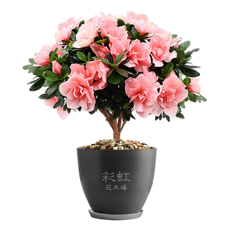 西洋杜鹃盆栽四季开花彩虹花木场