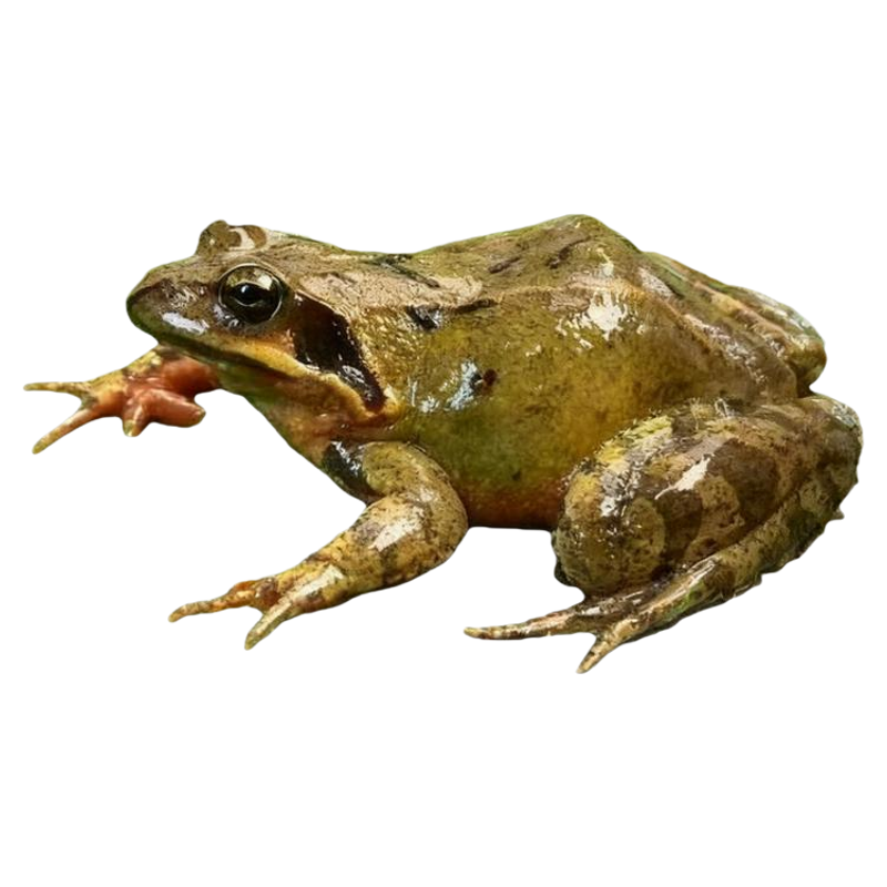 鲜活母林蛙满籽满油死蛙包赔