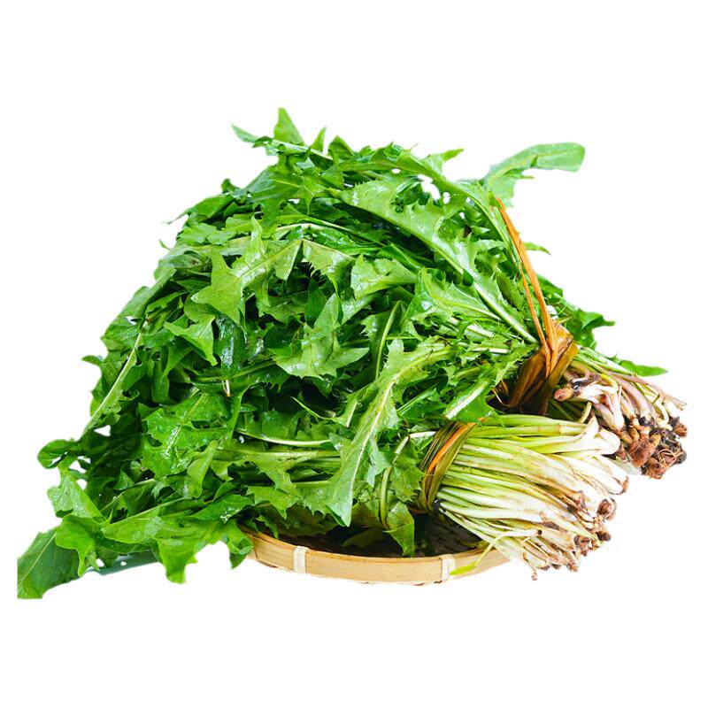当季时令纯天然蒲公英蔬菜野菜