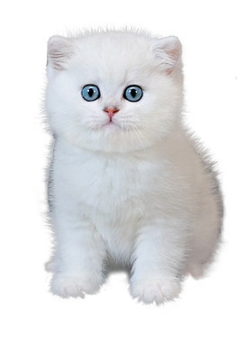 亮亮喵纯种白色短毛宠物猫幼猫