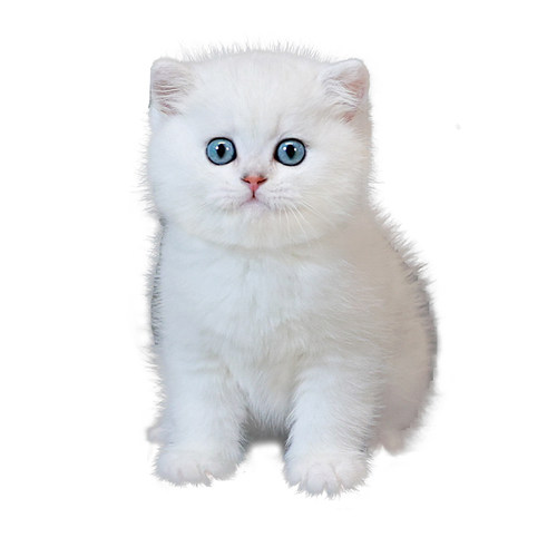 银渐层幼猫白色宠物猫咪纯种英国短毛猫小猫活体幼崽活物深圳猫舍