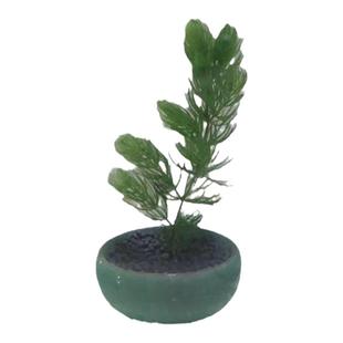 金鱼藻水草淡水植物水族箱鱼缸造景繁殖四季常青净化水质好养易活