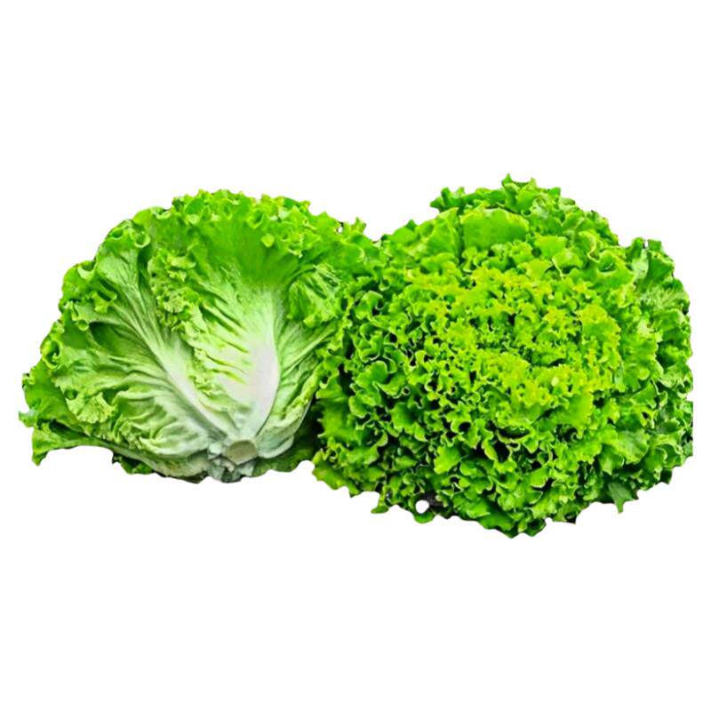 意大利奶油生菜种子四季播种耐寒抗热耐抽苔阳台盆栽蔬菜种孑大全