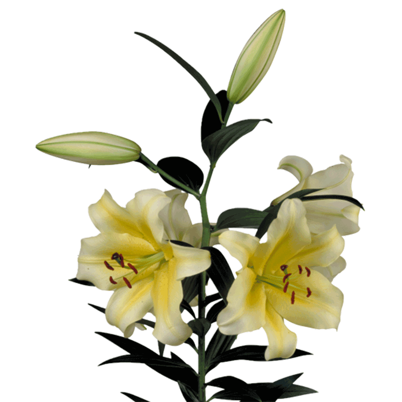 香水百合大种球虹越四季罗宾娜