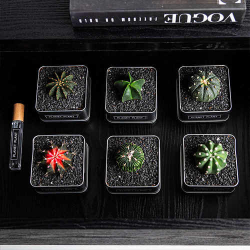 仙人球盆栽实生新手套餐好养易活开花仙人掌科阳台办公桌面小绿植