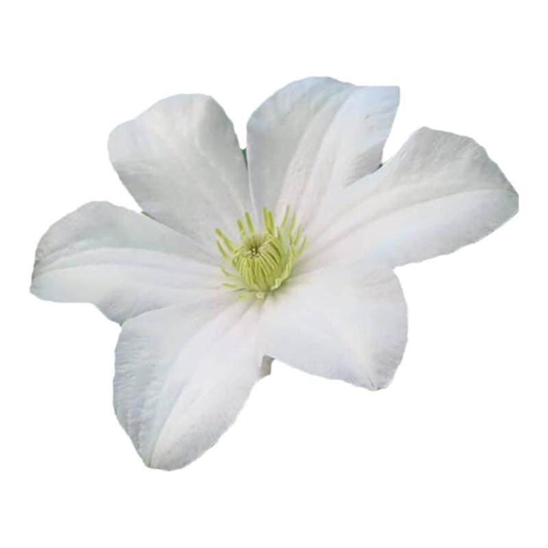 伟伟园艺 铁线莲赫尔丁三类白花晚花组 阳台庭院地栽 耐寒耐热