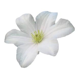 伟伟园艺 铁线莲赫尔丁三类白花晚花组 阳台庭院地栽 耐寒耐热