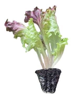 紫叶生菜苗秧四季耐高温