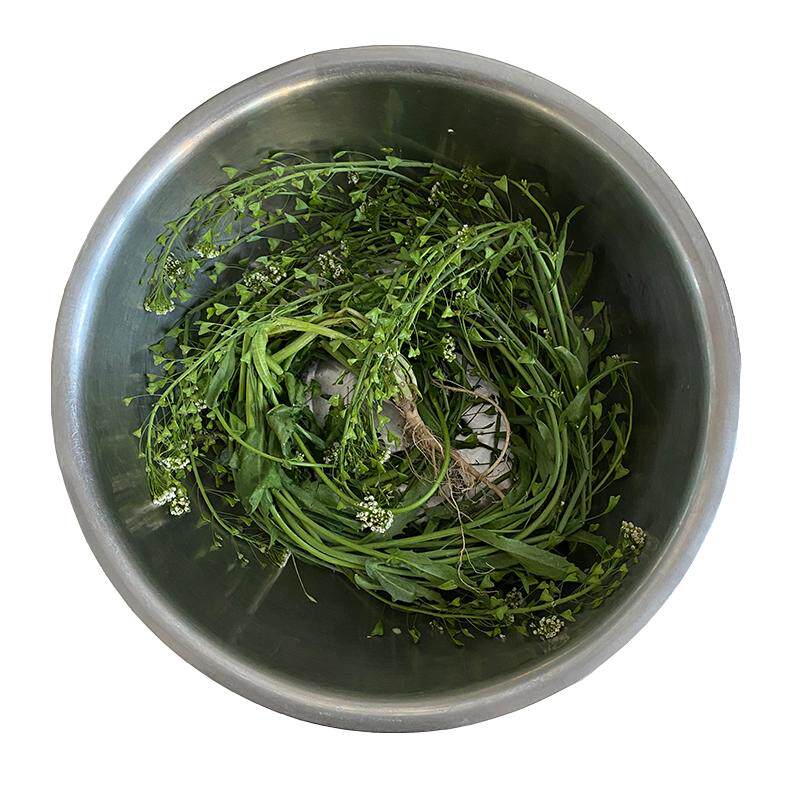 秦岭野生新鲜老荠菜根.花.籽.整株晒干煮水煮鸡蛋三月三野荠菜4斤