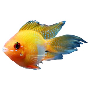 金波子鱼小型鱼热带观赏鱼南美短鲷入门荷兰凤凰蓝波金波子鱼活体