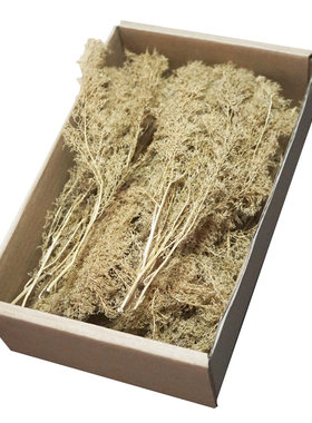 刺藜造树荷兰干燥花情景沙盘包邮