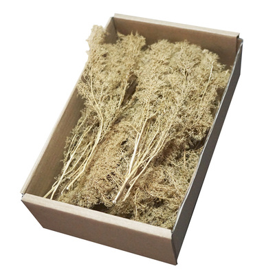 刺藜造树荷兰干燥花情景沙盘包邮
