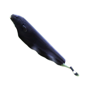 鱼官儿魔鬼刀黑羽毛玻璃飞DAO电鳗观赏鱼玻璃猫透明鱼龙须猫热带