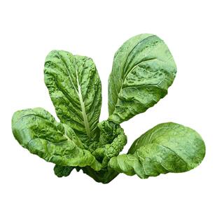 青菜杆四川榨菜杆农家新鲜青菜梗子榨菜梗子泡菜泡酸菜材料现摘发