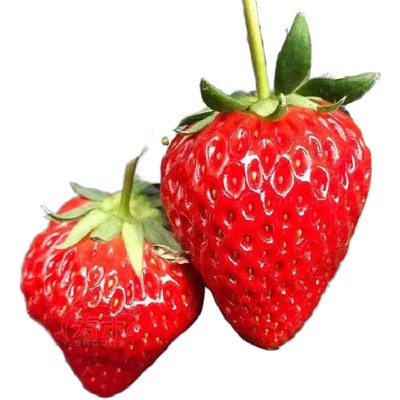 奶油草莓种四季阳台盆栽草莓种子