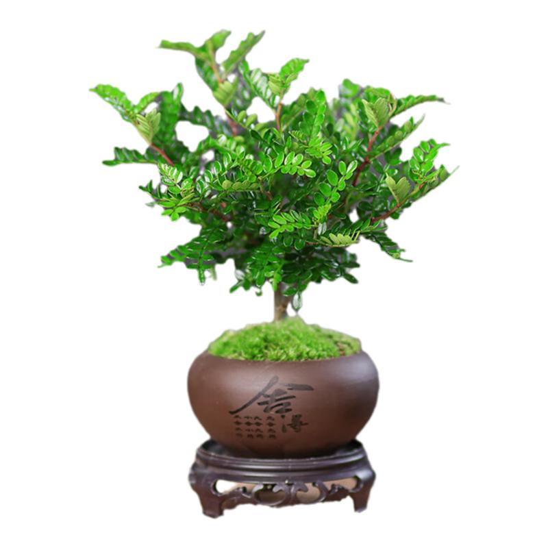 清香胡椒木盆栽桌面绿植盆景
