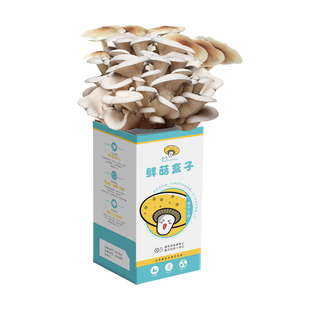 蘑菇种植包儿童可食用黑平菇菌包菌种自种家庭金针菇人工盆栽培盒