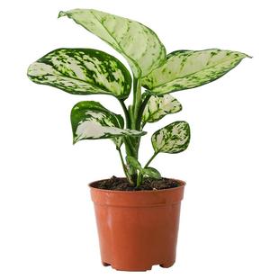 金枝玉叶盆栽花卉办公室内桌面基地原盆好养植物发财树吉利红绿植