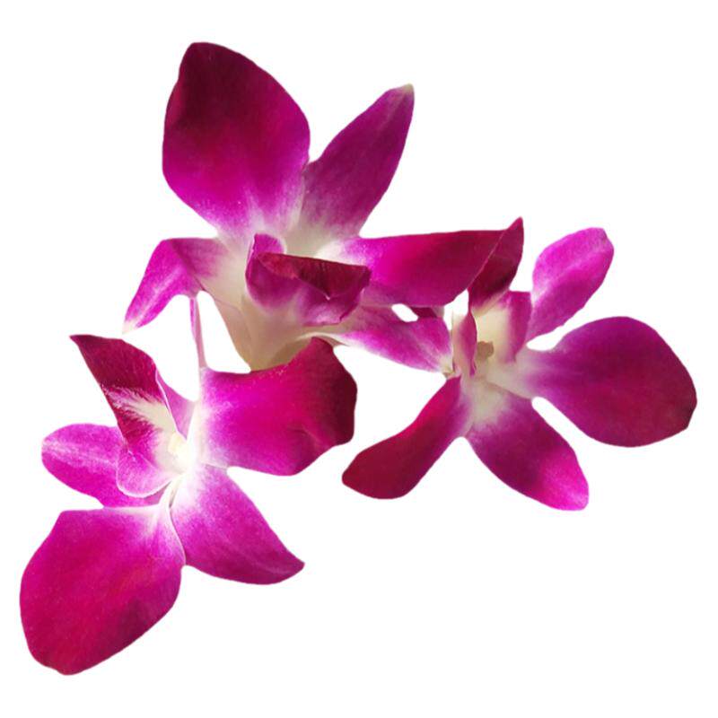 洋兰花石斛兰西餐摆盘装饰洋兰花