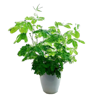 含羞草种孑害羞草种子小盆栽花种籽子四季播种室内易活花卉绿植物