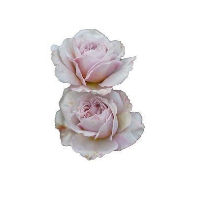 老园丁复古藤本攀爬花园月季盆栽