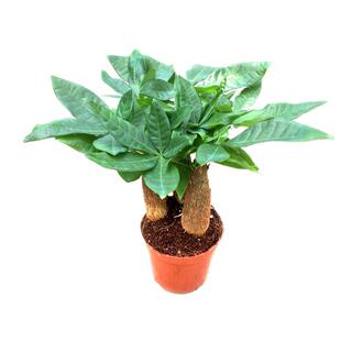 三株发财树盆栽招财树苗室内桌面办公客厅花卉四季常青防辐射绿植