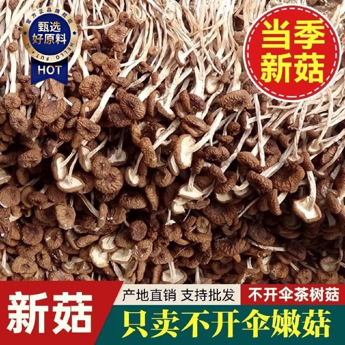1338人收藏古田不开伞茶树菇干货批发新鲜茶树新年正正宗茶树菇