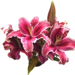 香水黄白粉色黑美人重瓣百合花鲜花花束云南基地直发同城速情人节