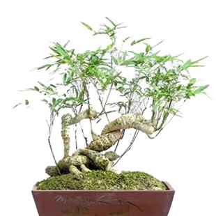 小叶簕竹根苗勒竹桩桌面绿植成品竹子盆栽室内文人茶几盆景花卉