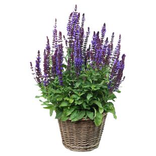 鼠尾草花苗种子籽苗盆栽四季多年生宿根阳台庭院室内外易种活植物